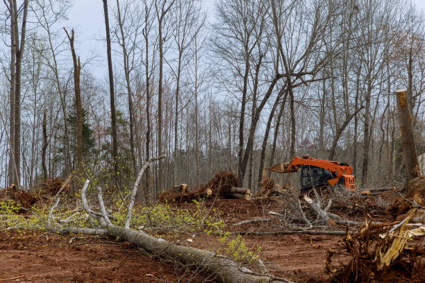 Best Commercial Tree Services  in Springerville, AZ